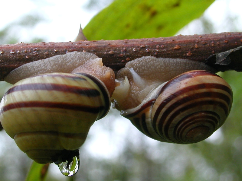 Curiosando dopo la pioggia Cepaea nemoralis